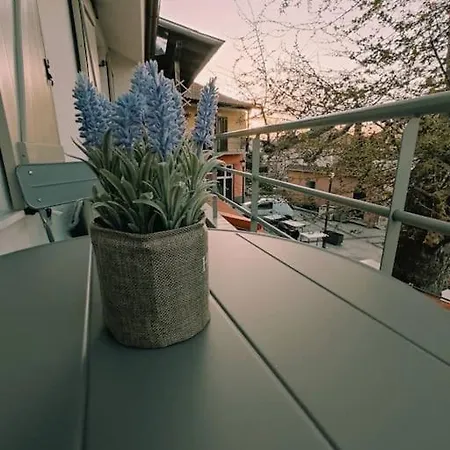 Plane Tree House